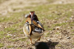 Mandarin Duck Back View Standing