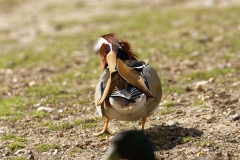 Mandarin Duck Back View Standing