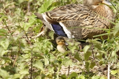 Female Mallard with Chicks on Grass