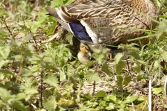 Female Mallard with Chicks on Grass