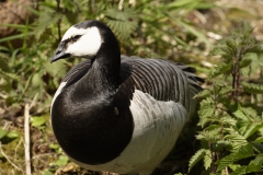 Barnacle Goose Front View on Grass