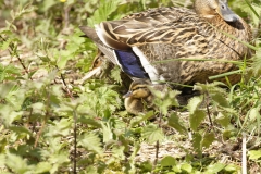 Female Mallard with Chicks on Grass