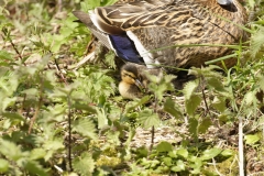 Female Mallard with Chicks on Grass