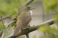 Marsh Warbler Back View on Branch