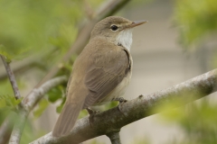 Marsh Warbler Back View on Branch