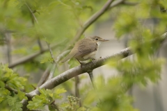 Marsh Warbler Back View on Branch