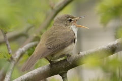 Marsh Warbler Back View Singing on Branch