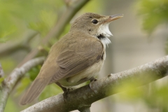 Marsh Warbler Back View on Branch