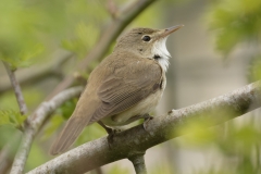 Marsh Warbler Back View on Branch