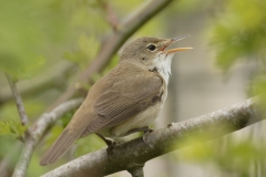 Marsh Warbler Back View Singing on Branch