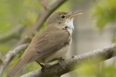 Marsh Warbler Back View Singing on Branch