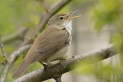 Marsh Warbler Back View Singing on Branch