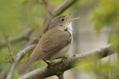 Marsh Warbler Back View Singing on Branch