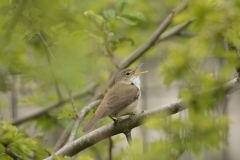 Marsh Warbler Back View Singing on Branch