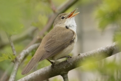 Marsh Warbler Back View Singing on Branch