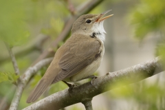 Marsh Warbler Back View Singing on Branch