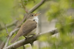 Marsh Warbler Back View Singing on Branch