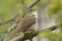 Marsh Warbler Back View Singing on Branch