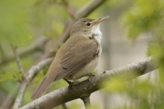 Marsh Warbler Back View on Branch