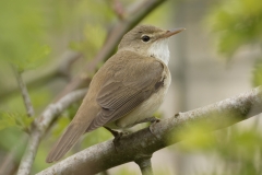 Marsh Warbler Back View on Branch