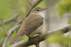 Marsh Warbler Back View on Branch