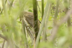 Reed Warbler Side View on Branch