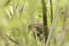 Reed Warbler Side View on Branch