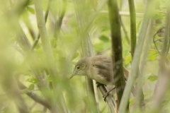 Reed Warbler Side View on Branch