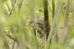 Reed Warbler Side View on Branch