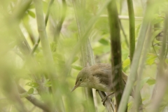 Reed Warbler Side View on Branch