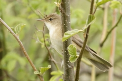 Reed Warbler Side View on Branch