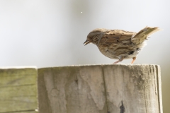 Dunnock Side View on Post Top Eating