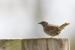 Dunnock Side View on Post Top Eating