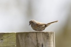 Dunnock Side View on Post Top Eating