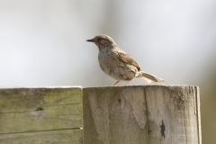 Dunnock Side View on Post Top Eating