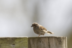 Dunnock Side View on Post Top Eating