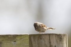 Dunnock Front View on Post Top Eating