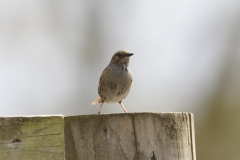 Dunnock Front View on Post Top Eating