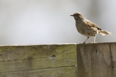 Dunnock Side View on Post Top Eating