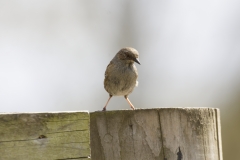 Dunnock Front View on Post Top Eating