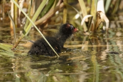 Moorhen Chick on Water