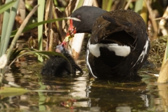 Moorhen Feeding Chick on Water