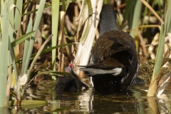 Moorhen Feeding Chick on Water