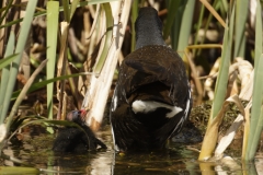 Moorhen Feeding Chick on Water