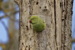 Ringneck Parakeet Coming out of Nest Hole in Tree