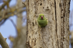 Ringneck Parakeet Coming out of Nest Hole in Tree