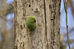 Ringneck Parakeet Coming out of Nest Hole in Tree