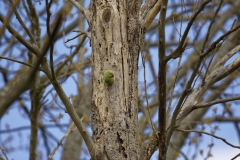 Ringneck Parakeet Coming out of Nest Hole in Tree