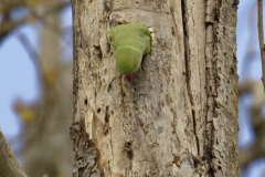 Ringneck Parakeet Coming out of Nest Hole in Tree