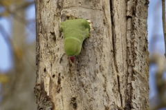 Ringneck Parakeet Coming out of Nest Hole in Tree